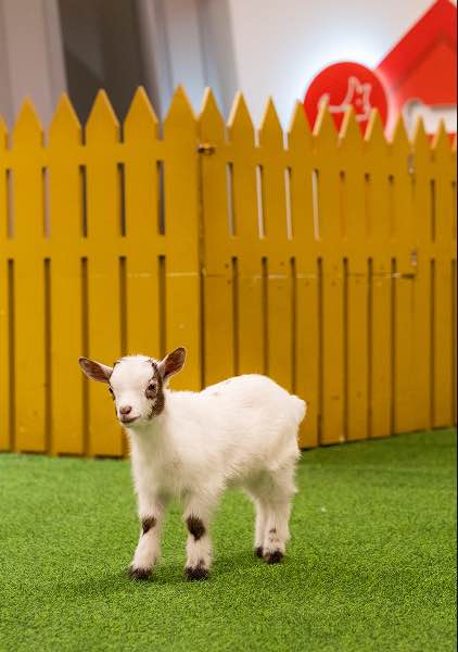 Pet Land